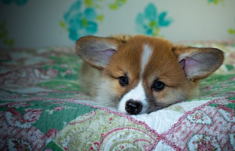 Exploring 99exch: A Comprehensive Review of India’s Emerging Trading Platform